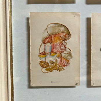 Mixed Botanical book plate Art | B