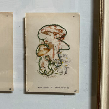 Mixed Botanical book plate Art | B