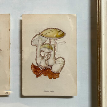 Mixed Botanical book plate Art | B