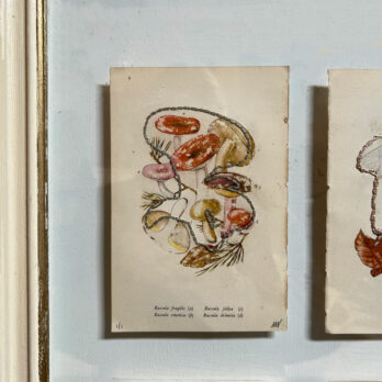 Mixed Botanical book plate Art | B