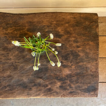 Antique Low Coffee Table | Wilfred
