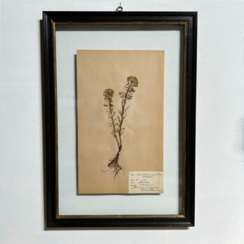 FRAMED BOTANICAL | VINTAGE PRESSED FLOWER ARTWORK No: 24