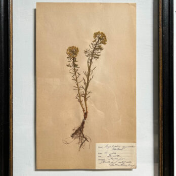 FRAMED BOTANICAL | VINTAGE PRESSED FLOWER ARTWORK No: 24