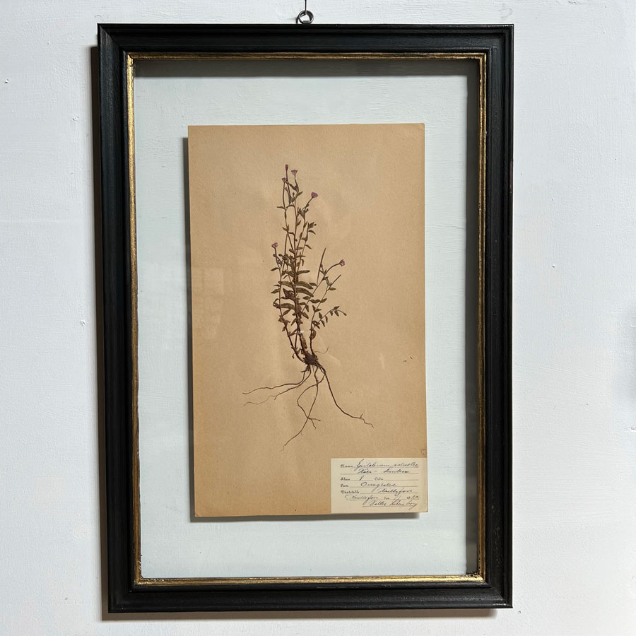 FRAMED BOTANICAL | VINTAGE PRESSED FLOWER ARTWORK No: 5