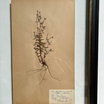 FRAMED BOTANICAL | VINTAGE PRESSED FLOWER ARTWORK No: 5