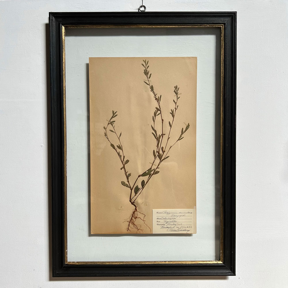 FRAMED BOTANICAL | VINTAGE PRESSED FLOWER ARTWORK No: 9