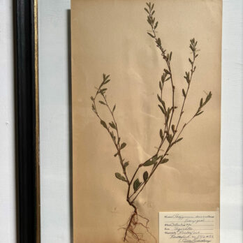 FRAMED BOTANICAL | VINTAGE PRESSED FLOWER ARTWORK No: 9