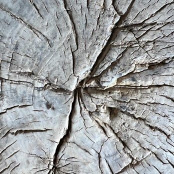 Tree trunk low table | Seaton