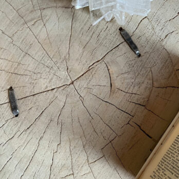 Tree trunk coffee table | Noemi