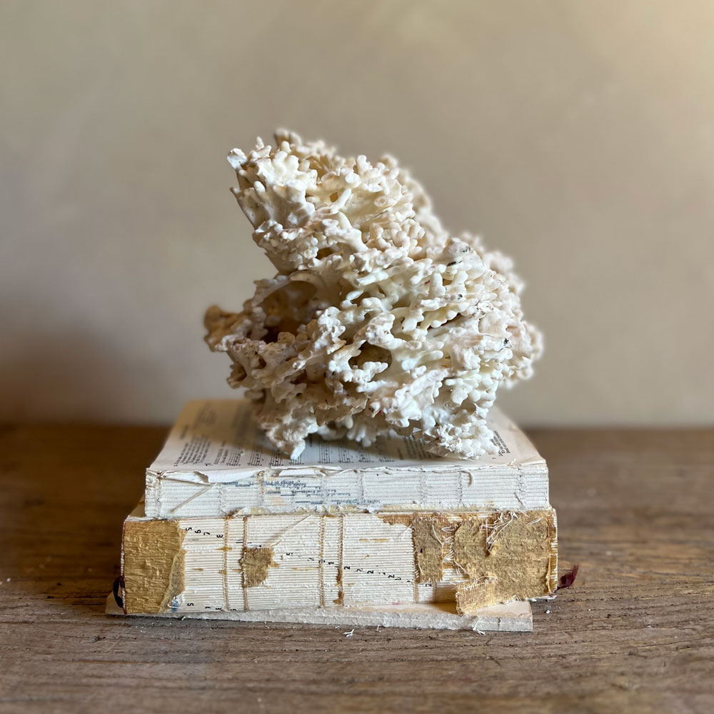 Vintage coral branch specimen