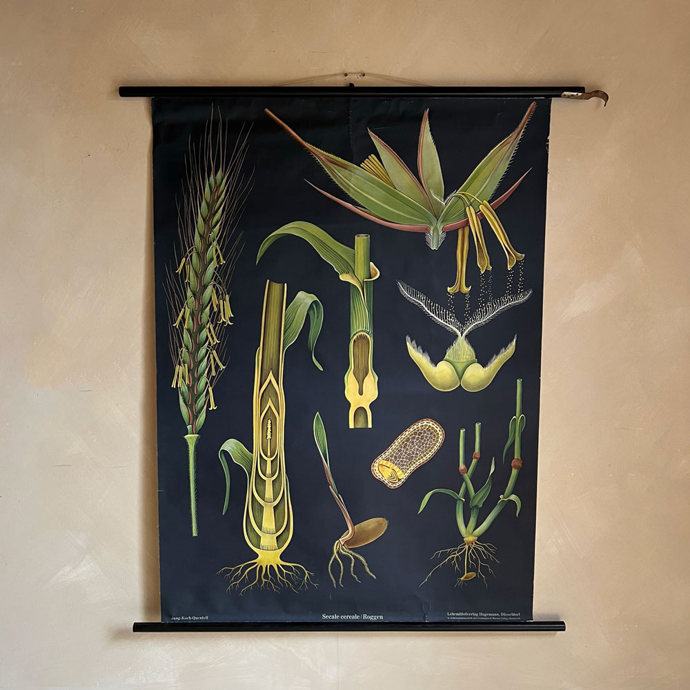 Vintage Botanical Teaching Aid A