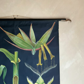 Vintage Botanical Teaching Aid A
