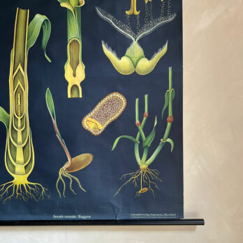 Vintage Botanical Teaching Aid A