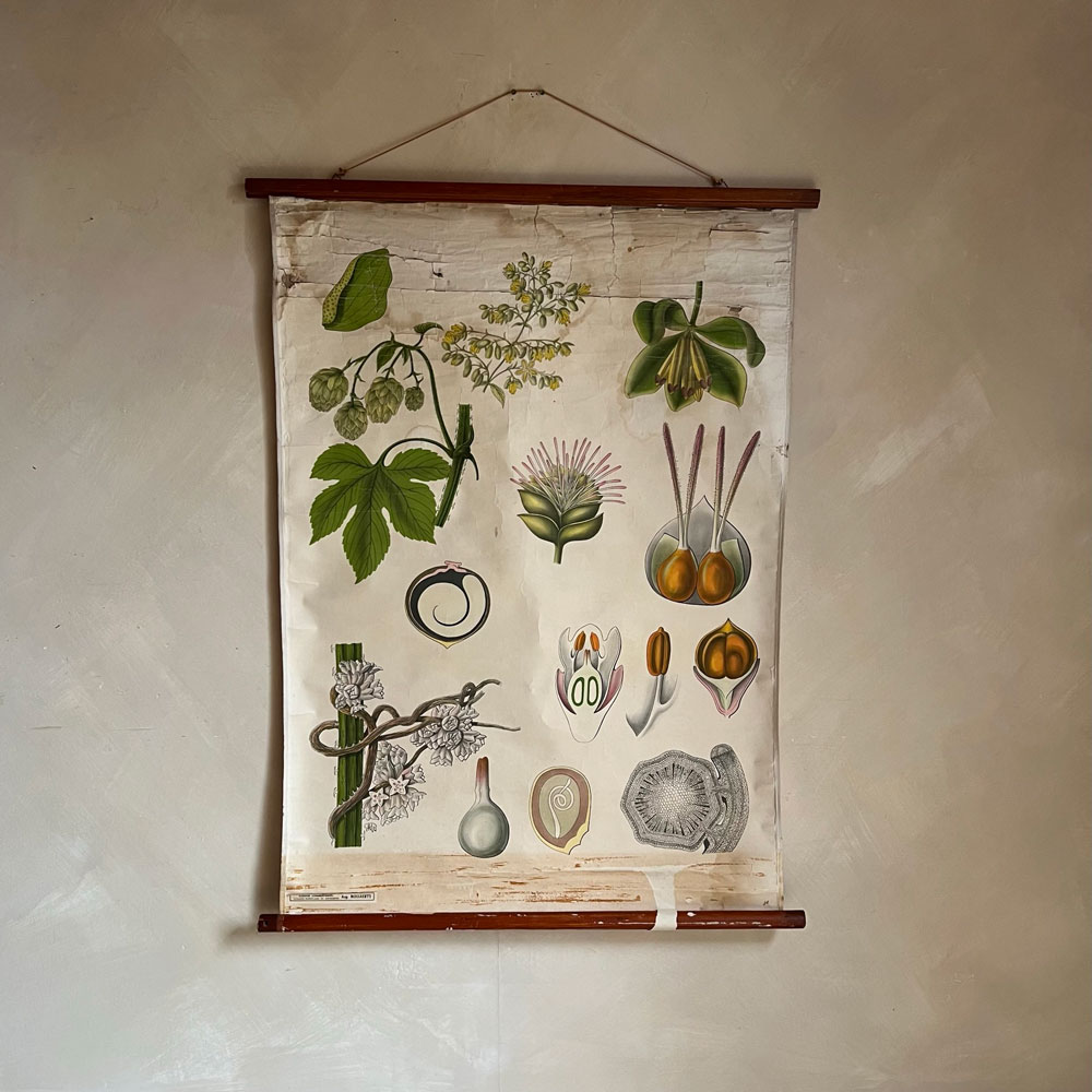 Vintage Botanical Teaching Aid C