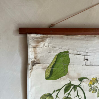Vintage Botanical Teaching Aid CVintage Botanical Teaching Aid C