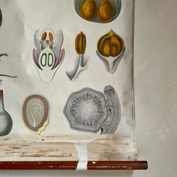 Vintage Botanical Teaching Aid C