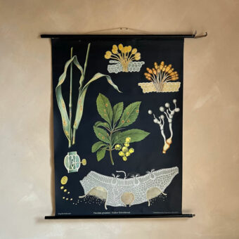Vintage Botanical Teaching Aid B