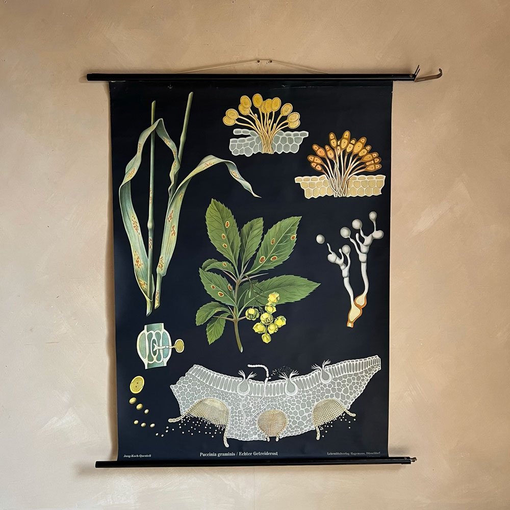 Vintage Botanical Teaching Aid B
