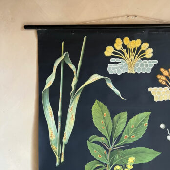 Vintage Botanical Teaching Aid B