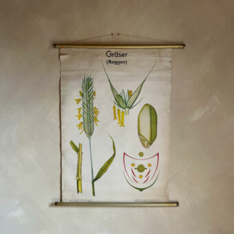 Vintage Botanical Teaching Aid D
