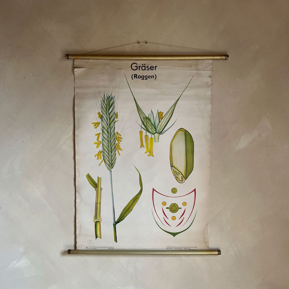 Vintage Botanical Teaching Aid D
