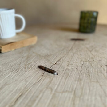 Tree trunk coffee table | Weltford