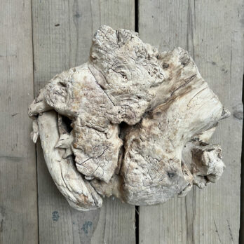 Small root wood antique tree stump | E