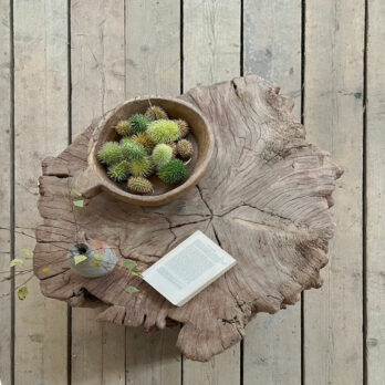 Huge tree trunk coffee table | Edgar