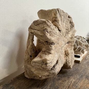 Small root wood antique tree stump | H