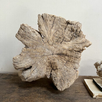 Small root wood antique tree stump | H