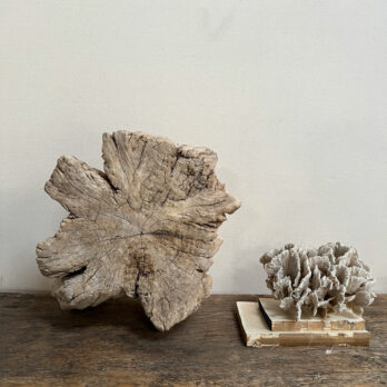 Small root wood antique tree stump | H