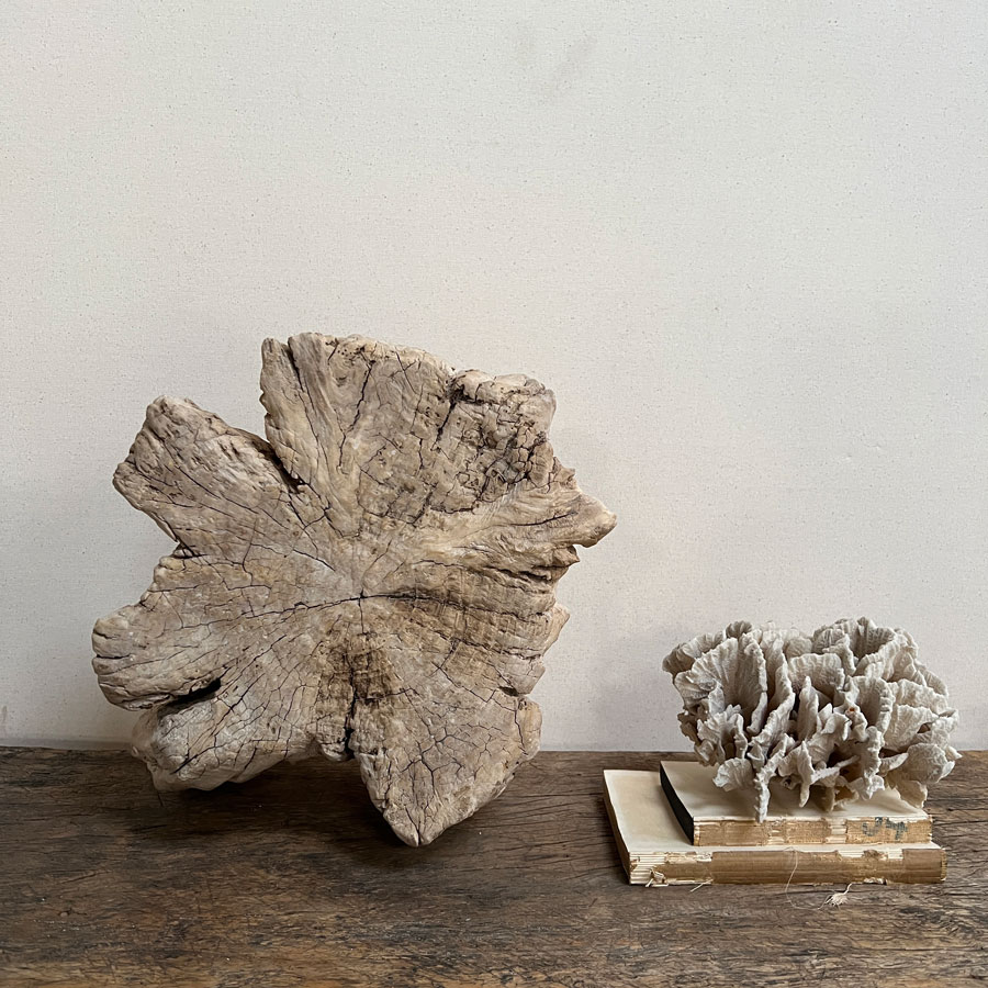 Small root wood antique tree stump | H