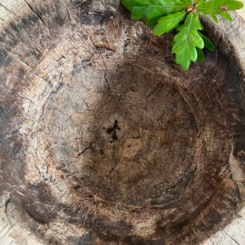Antique wooden mortar XL | Hector