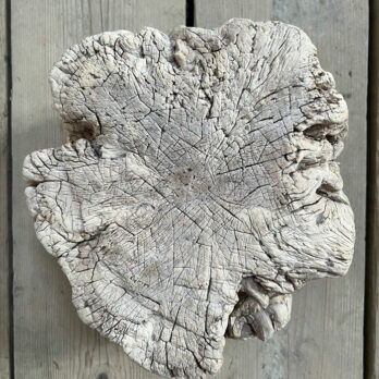 Small root wood antique tree stump | F