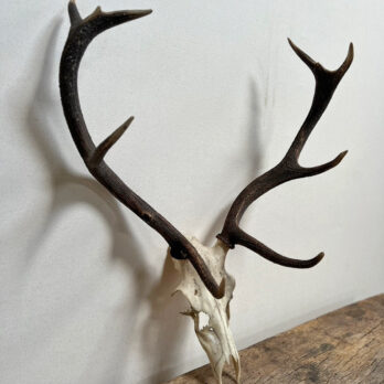 Large antique red deer antlers