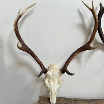 Large antique red deer antlers
