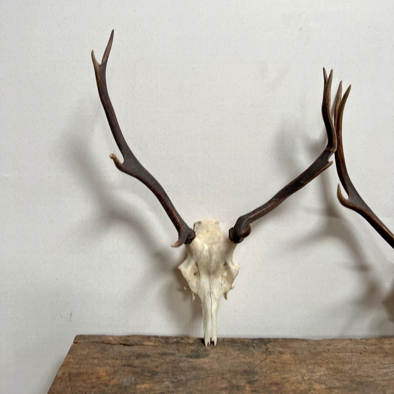 Medium antique red deer antlers
