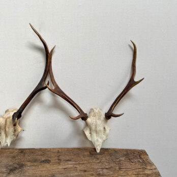Medium antique red deer antlers