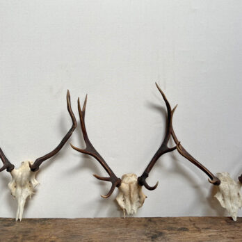 Medium antique red deer antlers