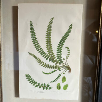 Antique framed fern print | 01