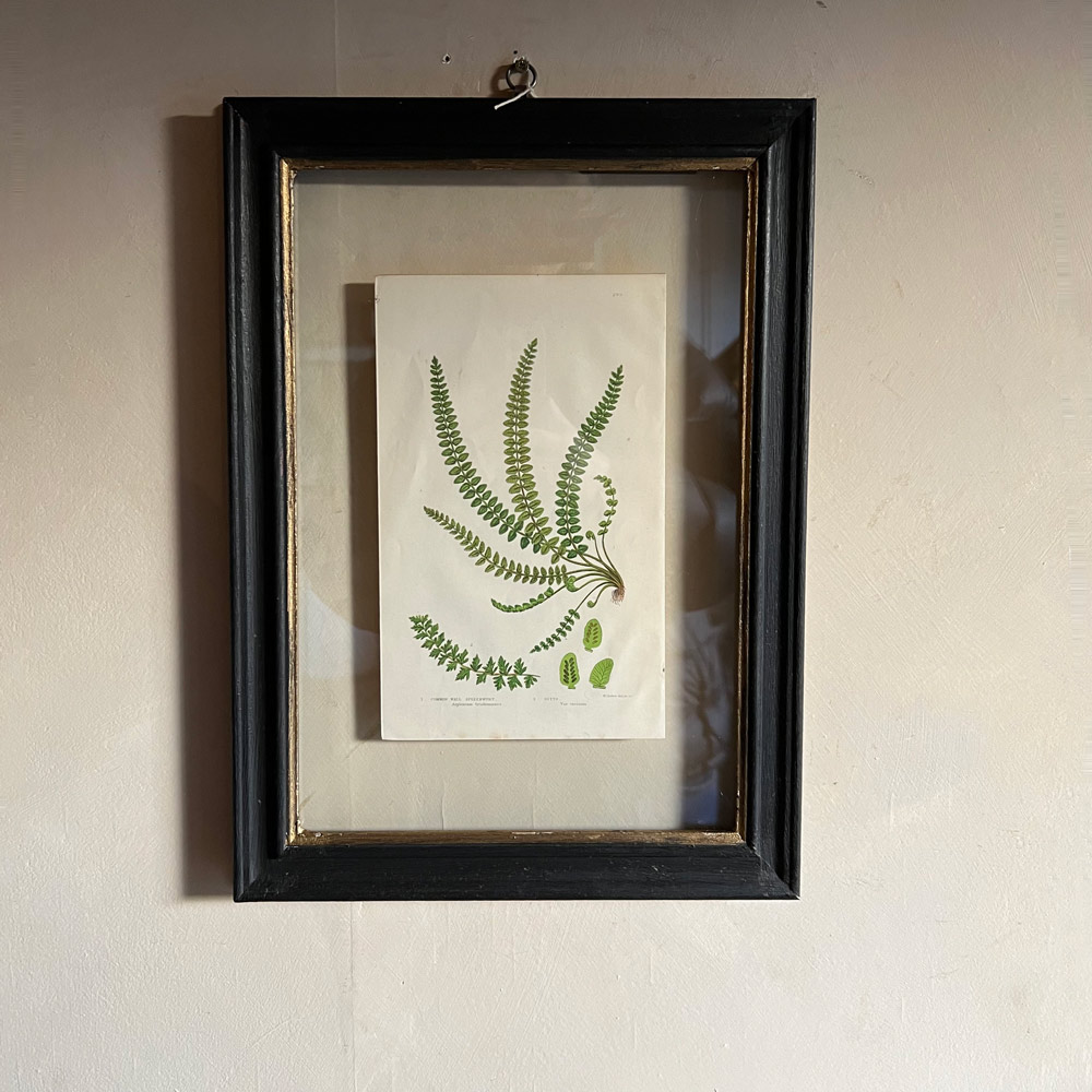 Antique framed fern print | 01