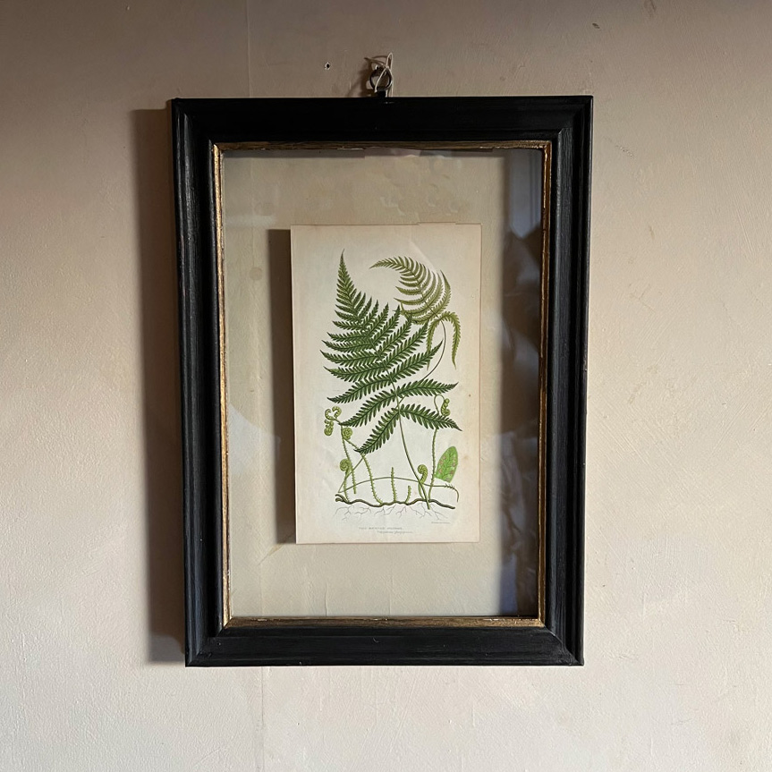 Antique framed fern print | 02