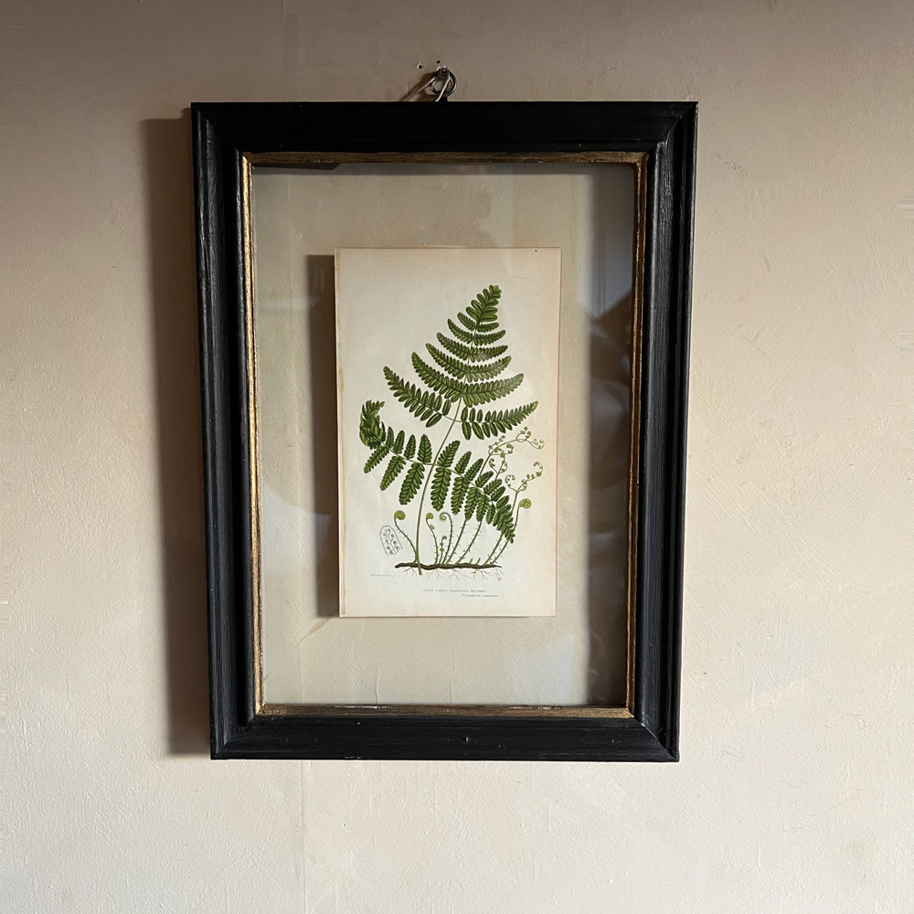 Antique framed fern print | 04