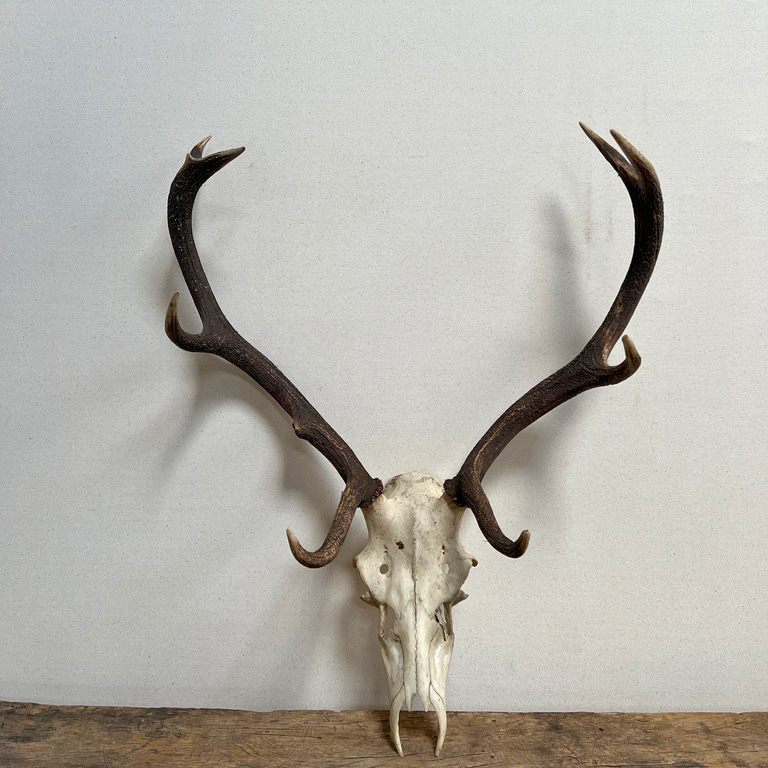 Large antique red deer antlers