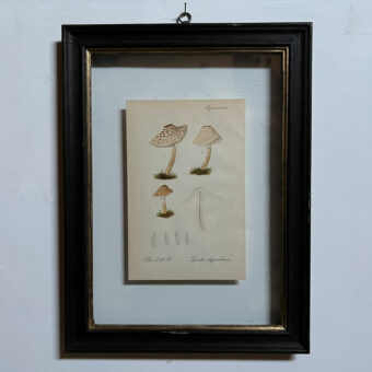 Antique Framed Mushroom Print 1