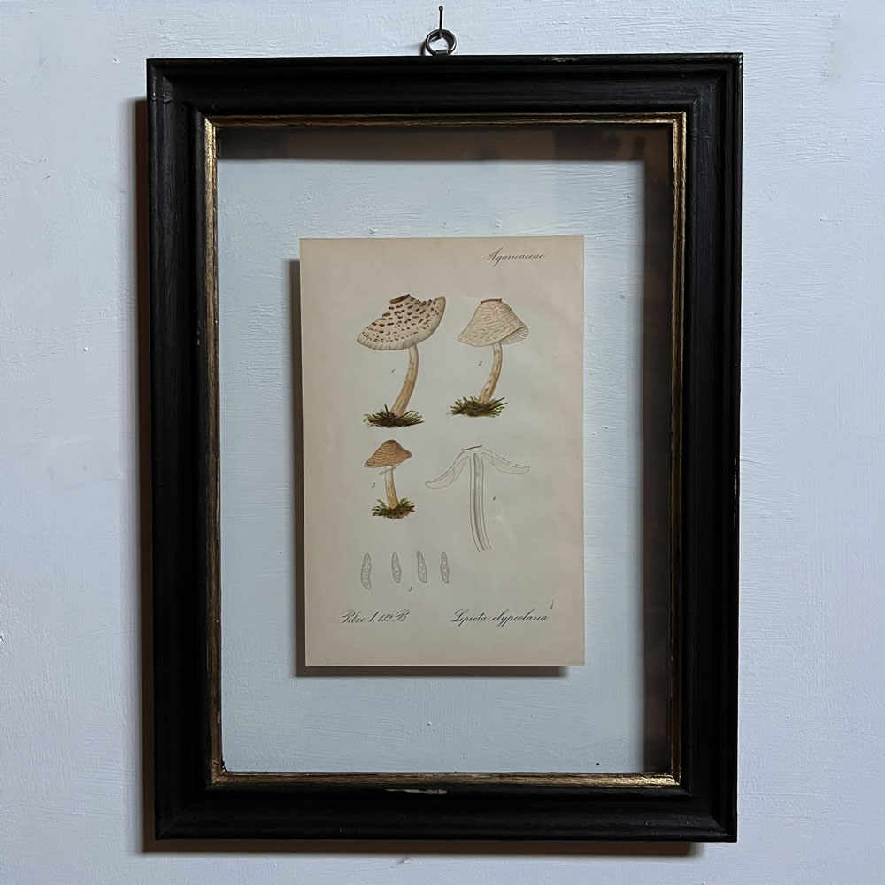 Antique Framed Mushroom Print 1