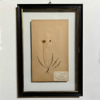 FRAMED BOTANICAL | VINTAGE PRESSED FLOWER ARTWORK No: 1