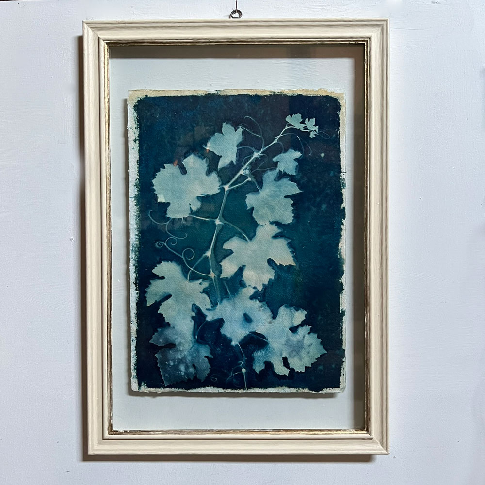 FRAMED CYANOPRINTS | BOTANICAL ARTWORK No: 1