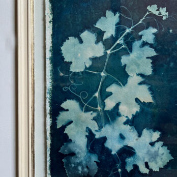 FRAMED CYANOPRINTS | BOTANICAL ARTWORK No: 1