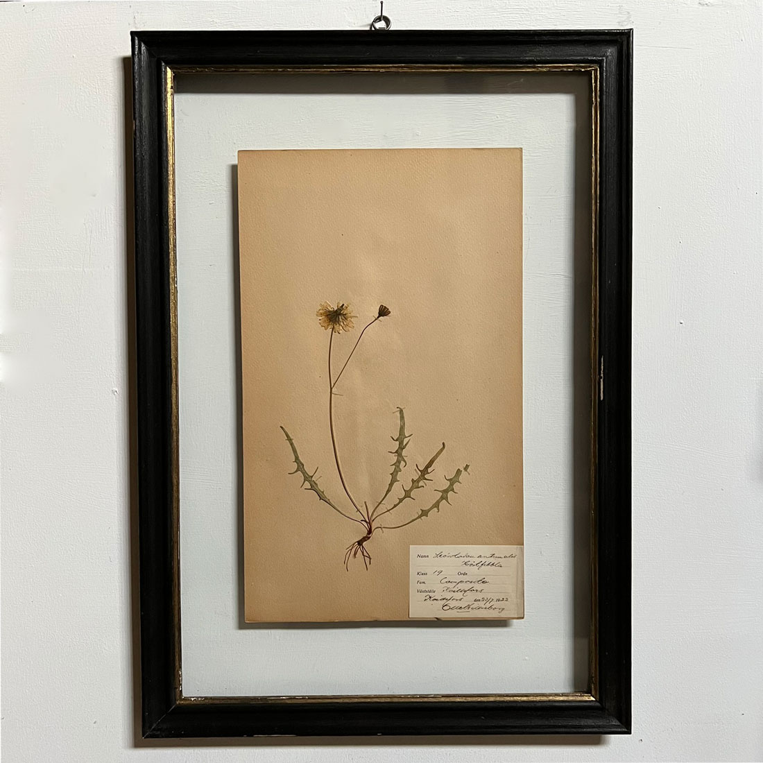 FRAMED BOTANICAL | VINTAGE PRESSED FLOWER ARTWORK No: 1